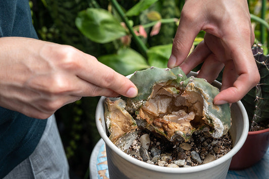 Phytophthora: a living nightmare
