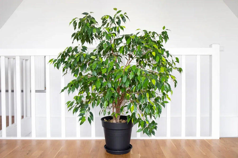 成熟した植物の長所と短所