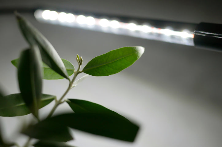 植物育成ライトを最大限に活用しましょう