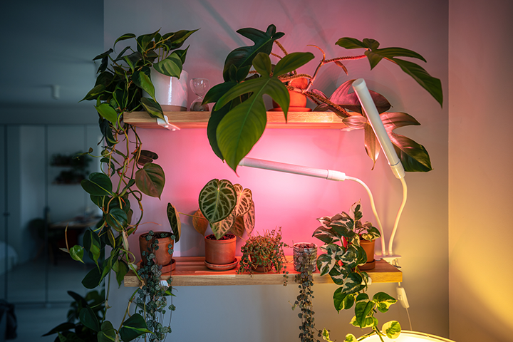 無駄なく植物育成ライトを購入する