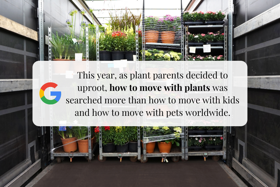 引っ越し時に植物を梱包する最適な方法