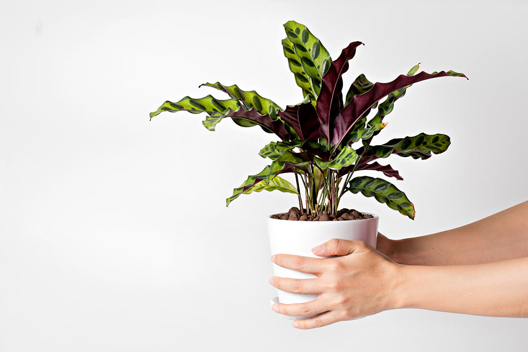 Get to Know: Calathea lancifolia