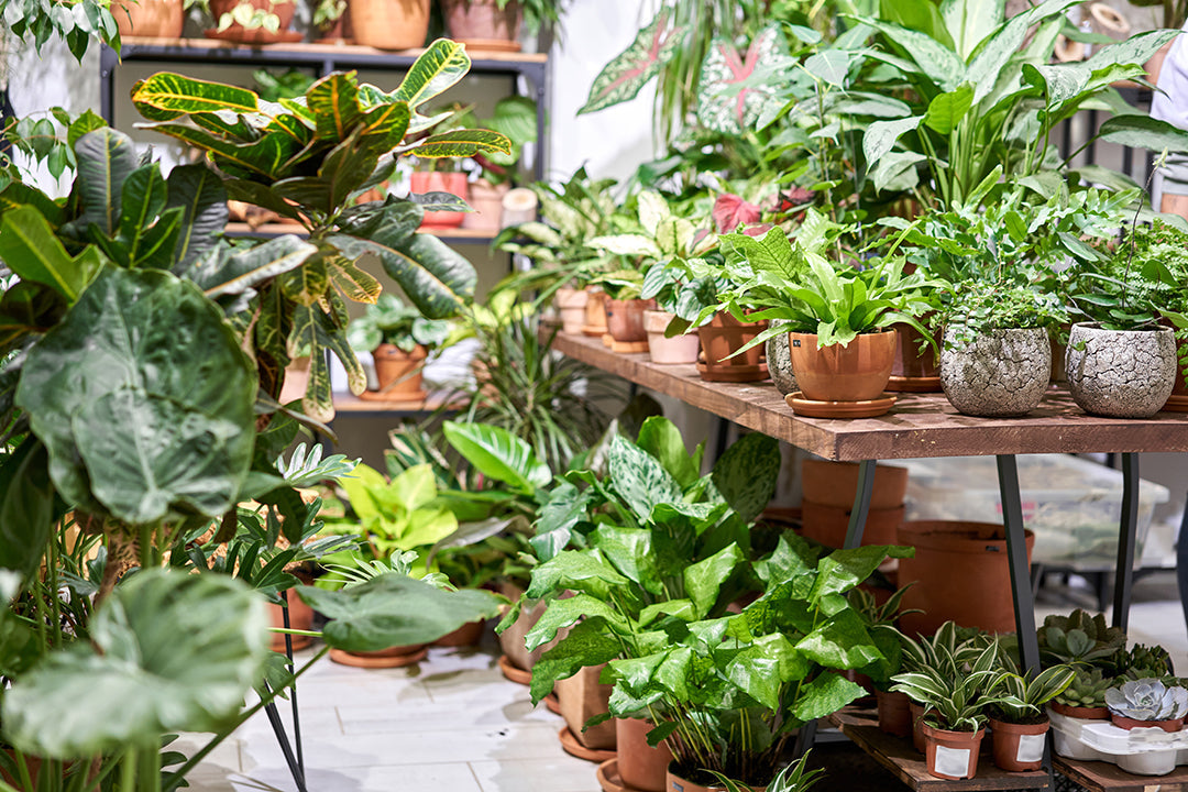 The houseplants trending in 2022