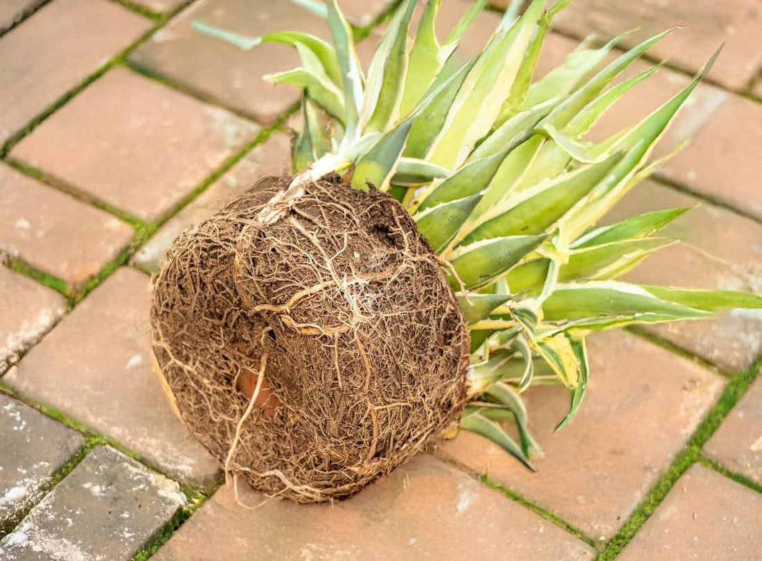 Hydrophobic Soil: How to Spot and Fix