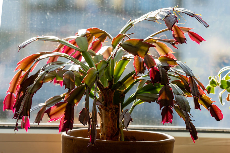 今年の夏、観葉植物を健康に保つには