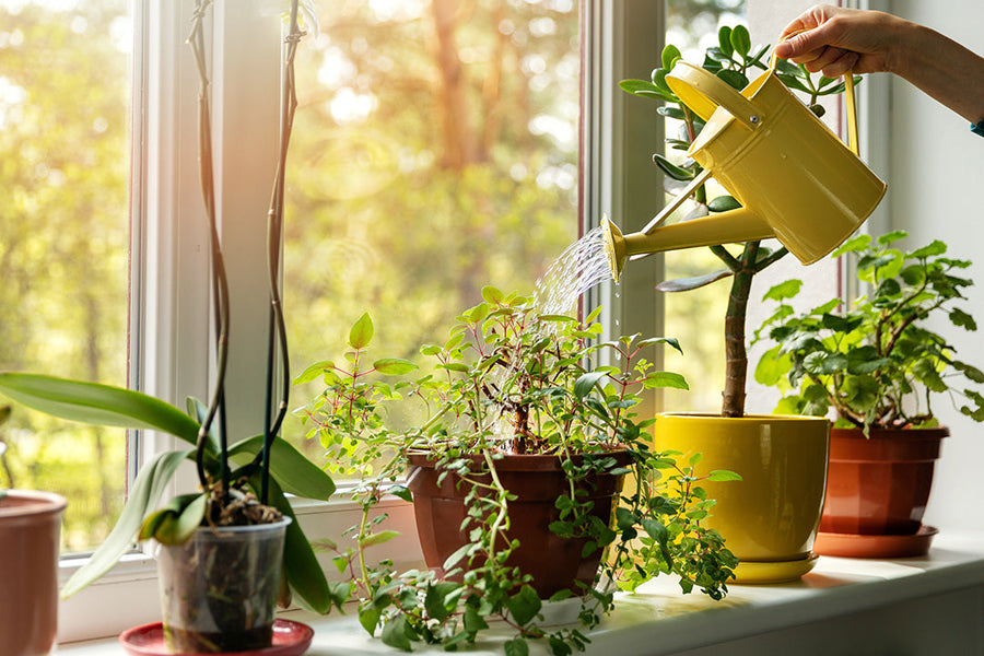 旅行中に観葉植物を健康に保つ方法