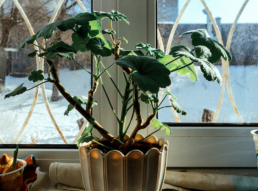 冬の観葉植物の育て方