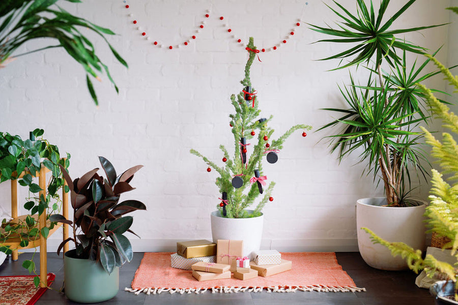 クリスマスを祝う、ホーリージョリーな観葉植物