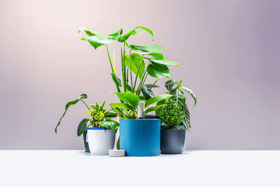 Plant with Willow launches Kickstarter campaign