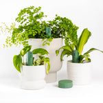 Plant Parent