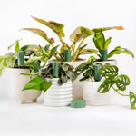 Urban Jungle